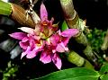 Bracted Dendrobium